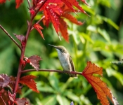 2020 09 13 LongFellowGardens 020